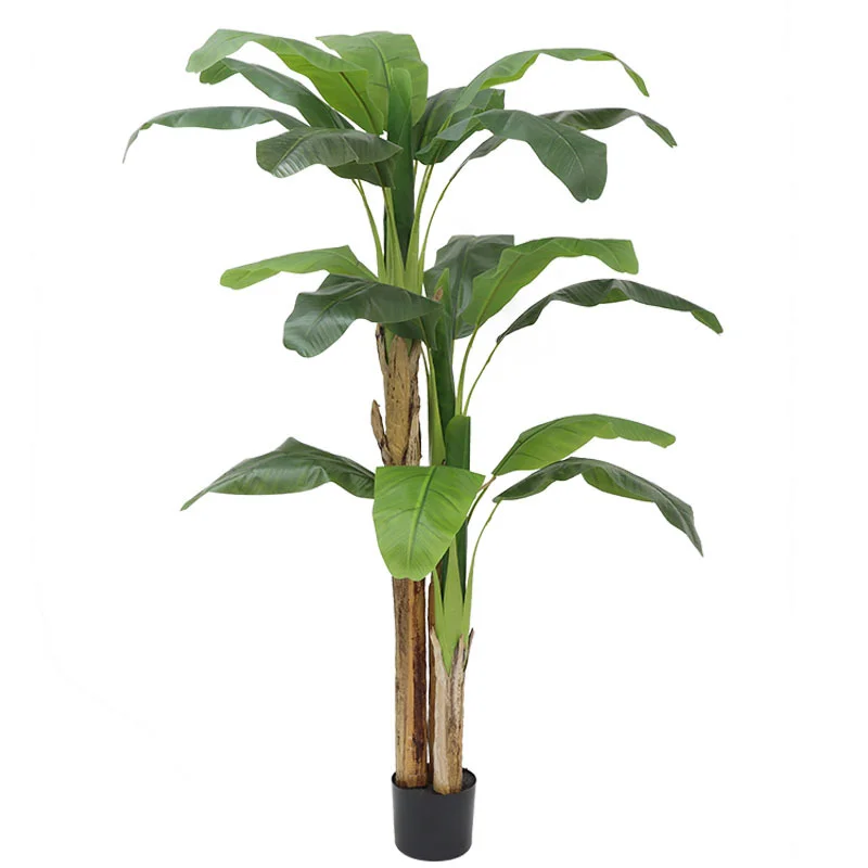 Tanaman Hias Pohon Pisang Besa - Bonsai Garden Restaurant ulasan dan harga