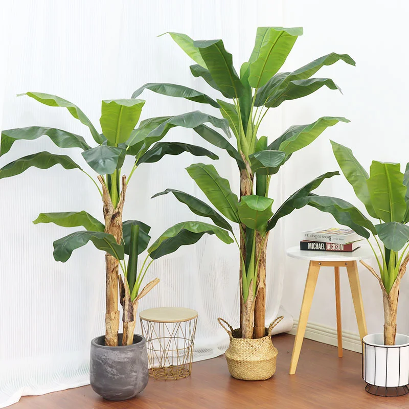 Tanaman Hias Pohon Pisang Besa - Bonsai Garden Restaurant ulasan dan harga