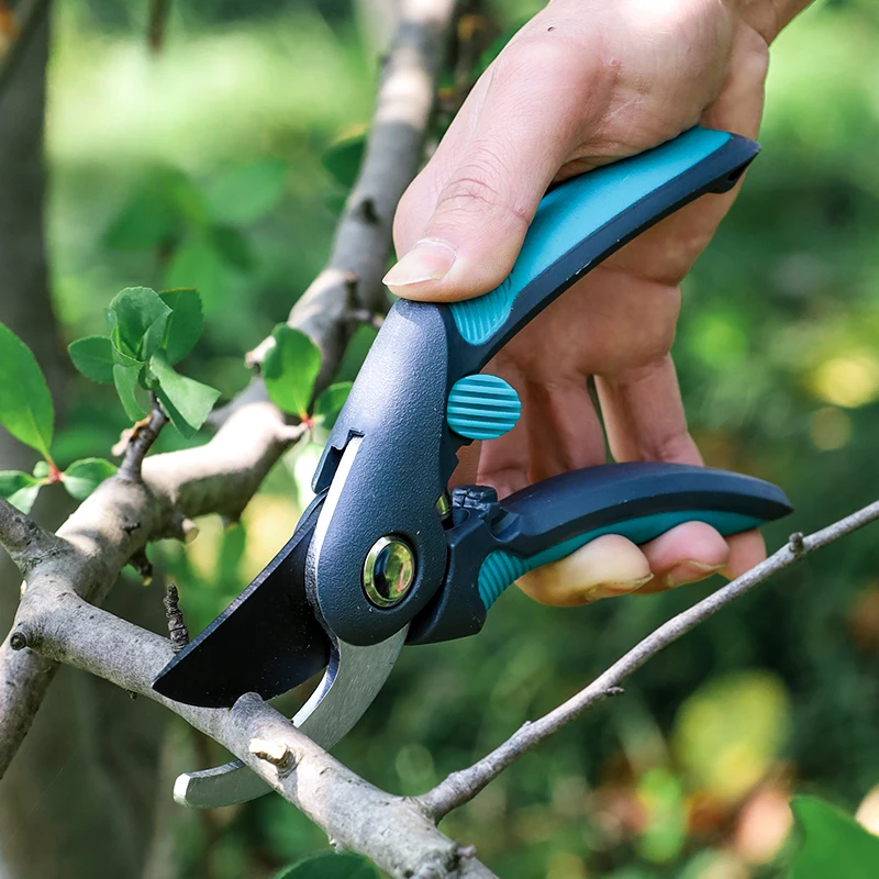 Pemangkasan pohon buah, guntin - Bonsai Garden Tree ulasan dan harga