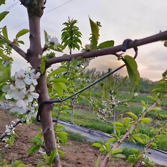 Penyangga Cabang Pohon Buah ya - Bonsai Garden Tree ulasan dan harga