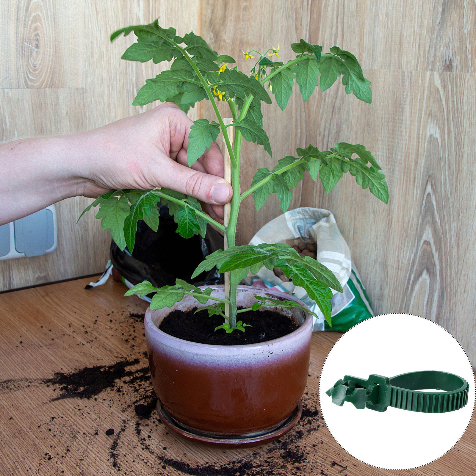 20 Buah Gesper Penahan Tanaman - Bonsai Garden Tree ulasan dan harga