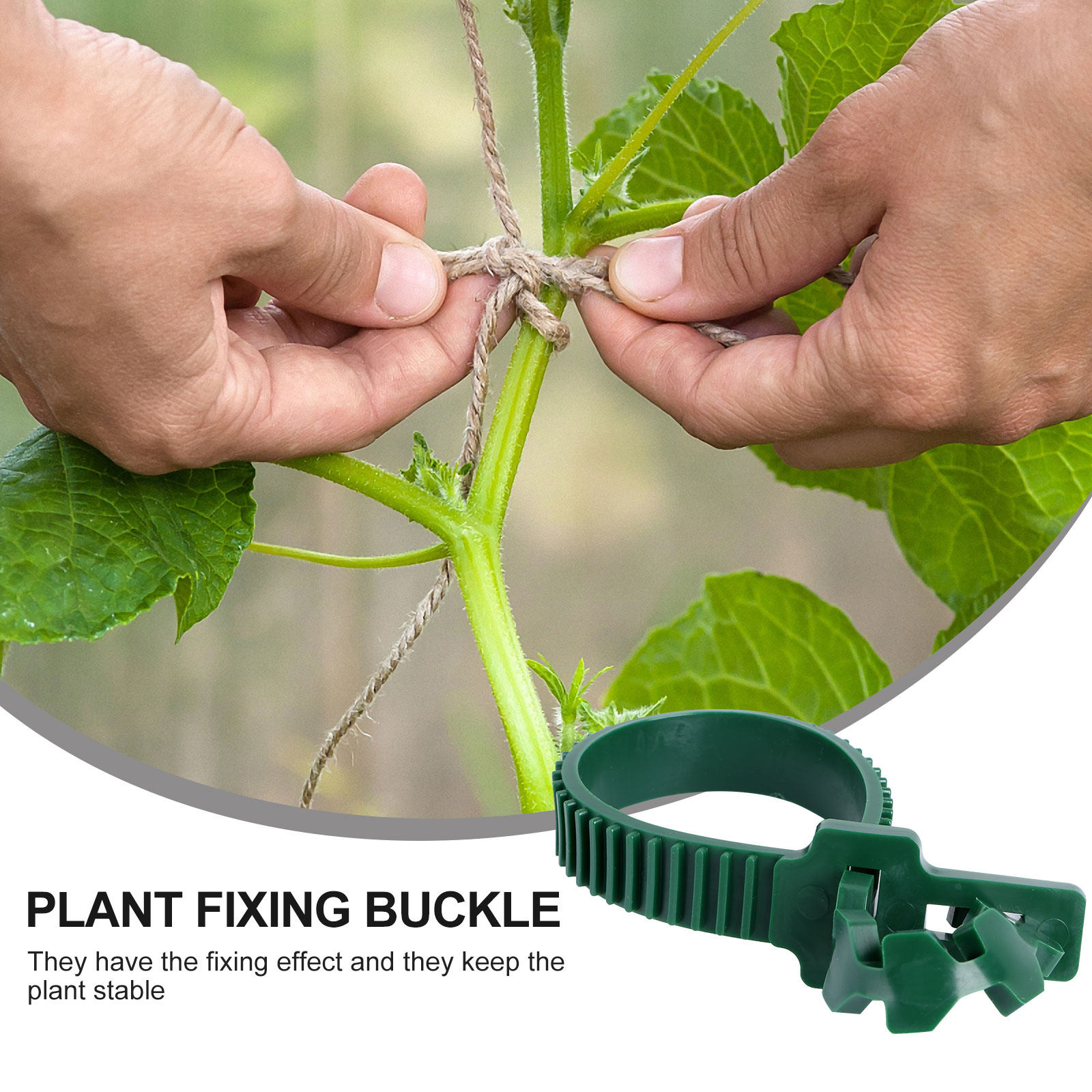 20 Buah Gesper Penahan Tanaman - Bonsai Garden Tree ulasan dan harga